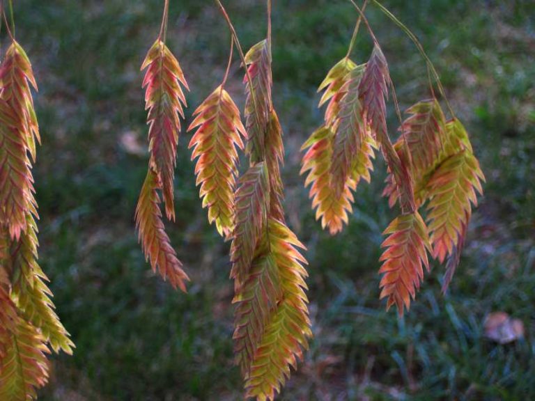 Chasmanthium latifolium (Emerald Coast Growers)