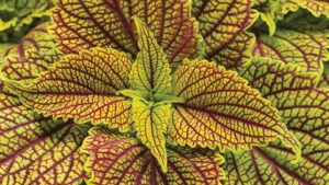 What’s New With Tropicals and Foliage Plants