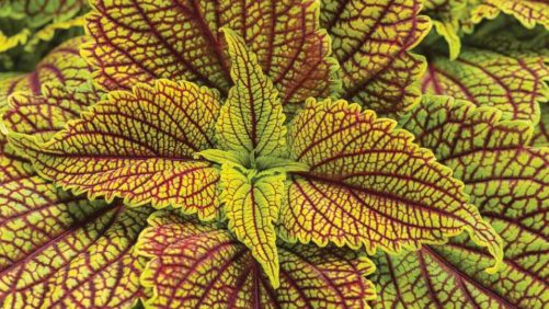 What’s New With Tropicals and Foliage Plants