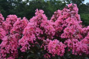 Crapemyrtle 'Coral Magic' (Bailey Nurseries)