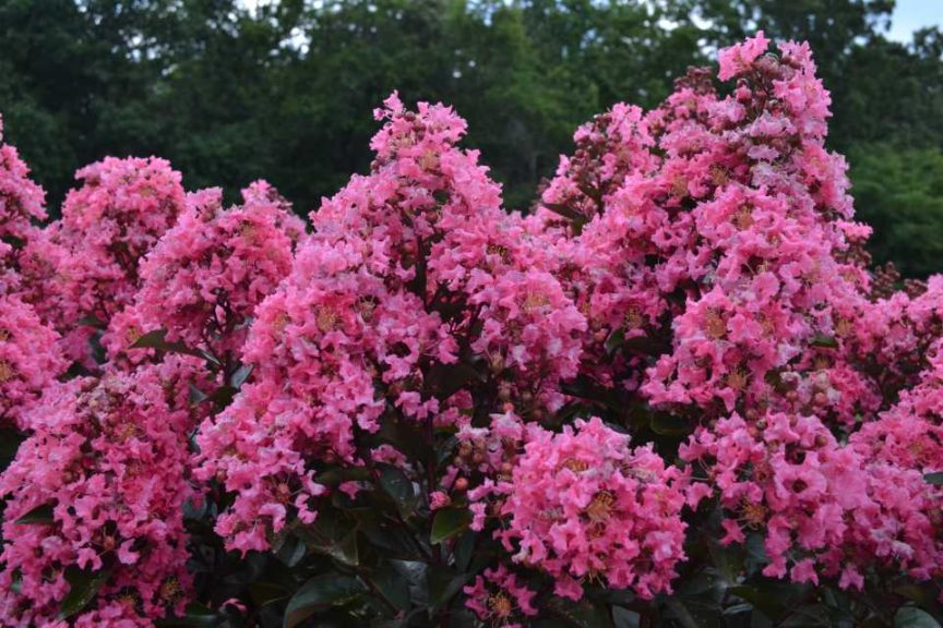 Crapemyrtle 'Coral Magic' (Bailey Nurseries)