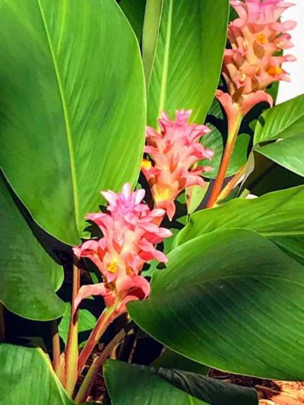Curcuma 'Chaidee Coral' (Foremost Co.)