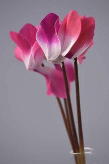 Cyclamen 'Indiaka Salmon' (ch. Morel)