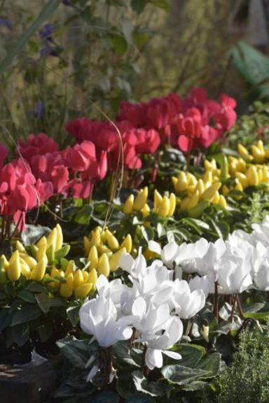Cyclamen 'OUTstanding Deep Salmon' (ch. Morel)