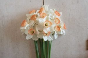 Daffodil 'Pink Charm' (Johnny's Selected Seeds)