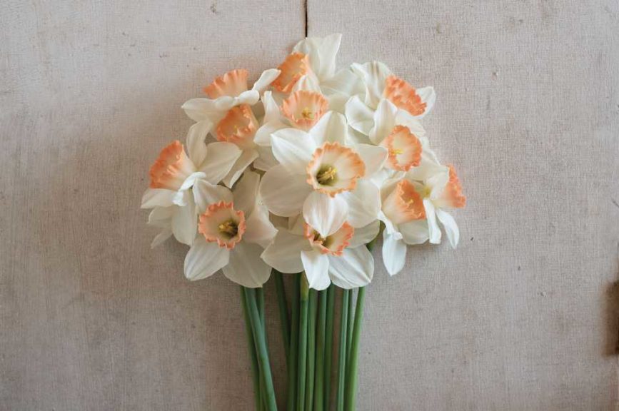 Daffodil 'Pink Charm' (Johnny's Selected Seeds)