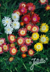 Delosperma 'Luckhoffii Hyb.' (Jelitto Perennial Seeds)