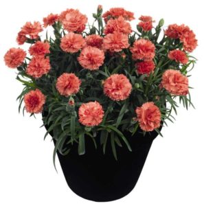 Dianthus 'Sunflor Mimi' (Dümmen Orange)