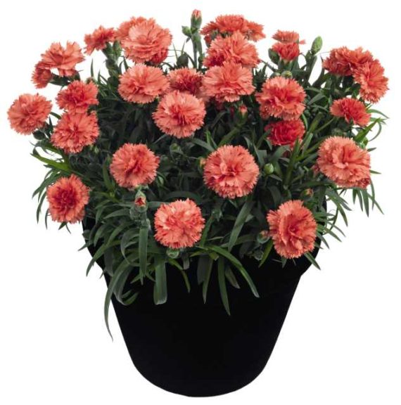 Dianthus 'Sunflor Mimi' (Dümmen Orange)