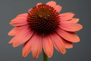 Echinacea 'Sombrero Hot Coral' (Darwin Perennials)