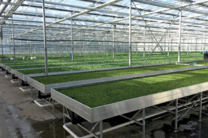 Fixed Benches (KG Systems)