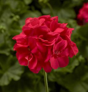 Geranium 'Calliope Large Coral' (Syngenta Flowers)