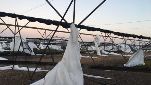 Tornado Yields Minimal Damage at Greenleaf Nursery
