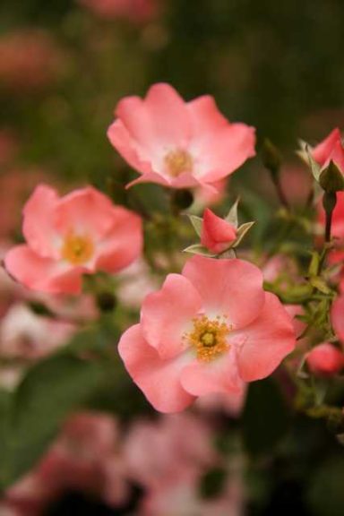 Groundcover Rose 'Flower Carpet Coral' (Monrovia)