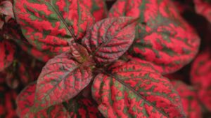 Growing Tips From Pleasant View Gardens for Hypoestes ‘Hippo Red’
