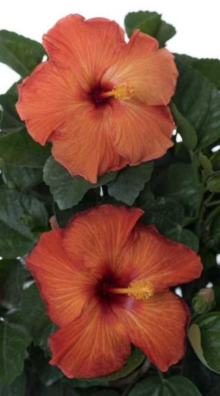 Hollywood Hibiscus 'Playboy' (J. Berry Nursery)