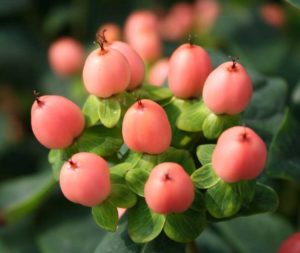 Hypericum 'Magical Desire' (Plants Nouveau)