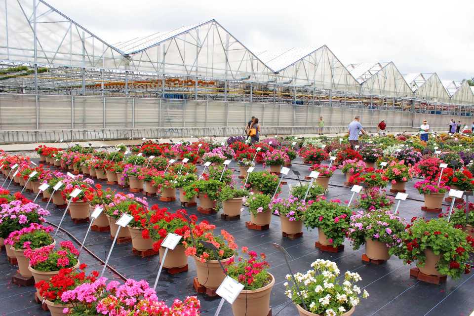Lucas Greenhouses 2018 field trials