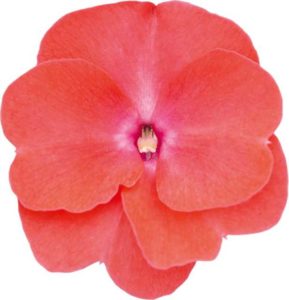 Impatiens  New-Guineau 'Impacio Salmon' (Westhoff Flowers)