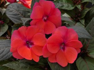 Impatiens ‘SunPatiens Compact Deep Rose’ (Sakata)