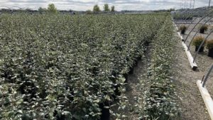 Loma Vista Nursery Gains Certification from National Plant Board