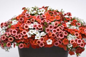 MixMasters 'Peaches And Cream' (Ball FloraPlant)