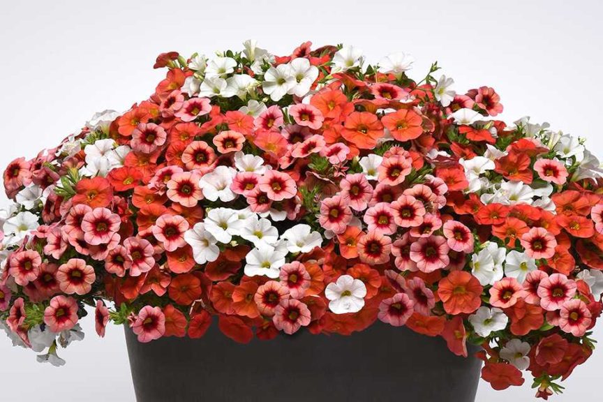 MixMasters 'Peaches And Cream' (Ball FloraPlant)