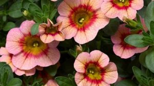 New Varieties Website From National Garden Bureau Now Available