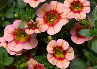 New Varieties Website From National Garden Bureau Now Available