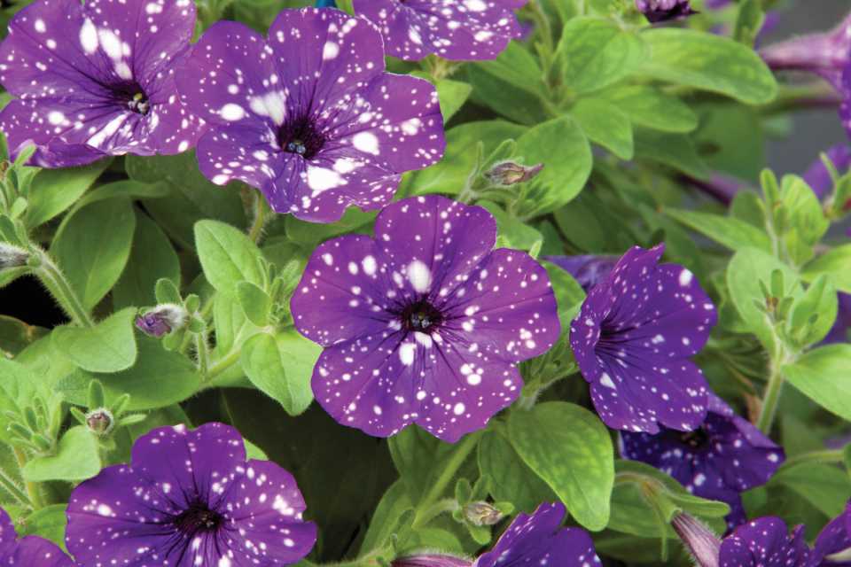 Petunia Nightliner