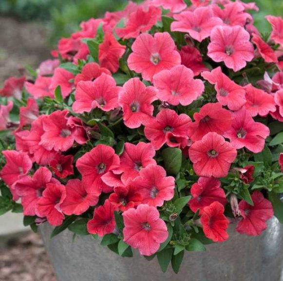 Petunia 'Success Coral' (Benary)