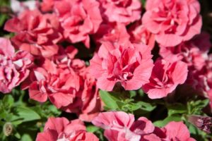 Petunia 'Surfinia Summer Double Salmon' (Suntory Flowers)