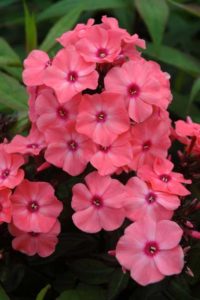 Phlox paniculata 'Coral Creme Drop' (Plants Nouveau)