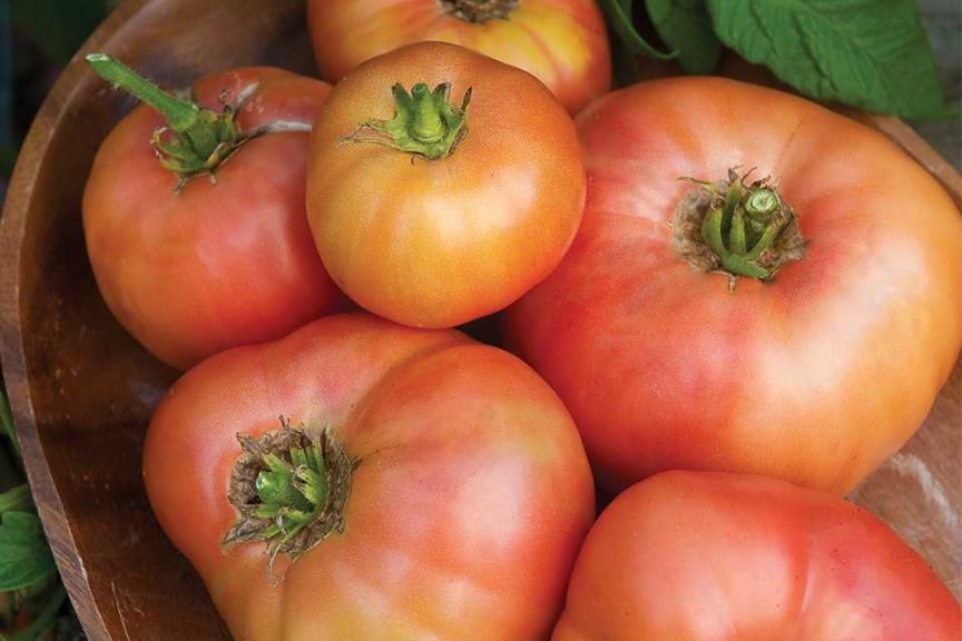Pink Tomato 'Brandywine' (Burpee)