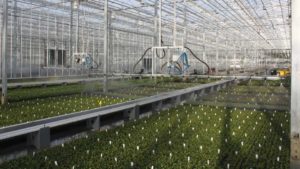The State of the Greenhouse Industry in Two Words: Cautious Optimism