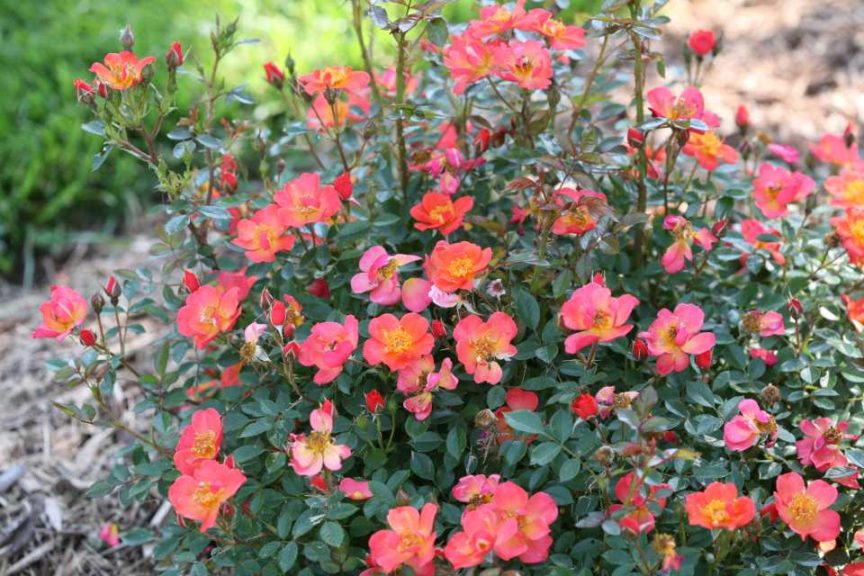Rosa 'Oso Easy Hot Paprika' (Spring Meadow Nursery)