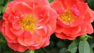 Growers Address Increase in Illegal Plant Propagation