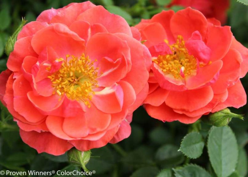 Rosa 'Oso Easy Mango Salsa' (Spring Meadow Nursery)