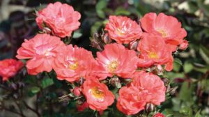 Plant Breeders and Brokers Present Their Top Coral Color-Themed Varieties