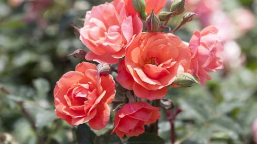 More Coral-Themed Plant Varieties From Leading Breeders and Brokers