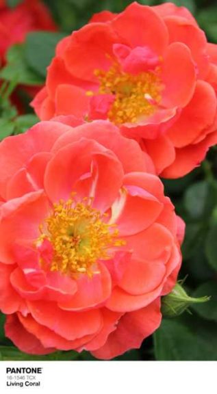 Rose 'Oso Easy Mango Salsa' (Proven Winners)