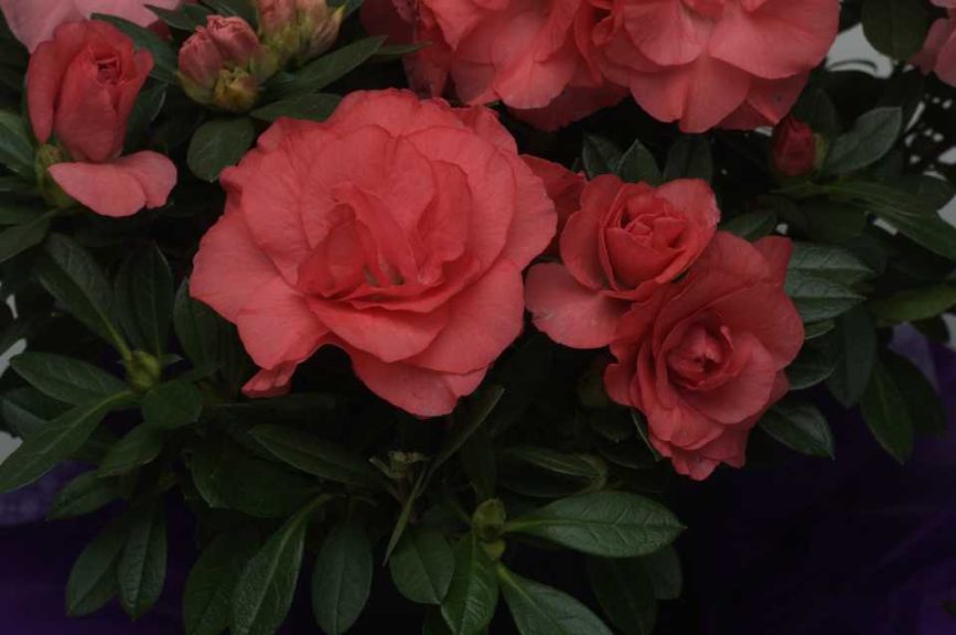 Rozalea 'Coral' (Aris Keepsake Plants)