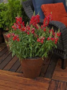 Snaptastic 'Orange Flame' (Syngenta Flowers)
