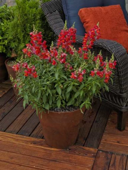 Snaptastic 'Orange Flame' (Syngenta Flowers)