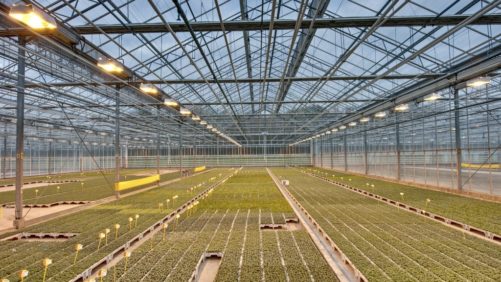 Tips on Winter Plant Care in the Greenhouse