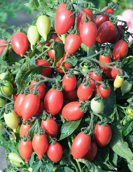 Tomato 'Plumbrella Rosy Pink' (Hem Genetics)