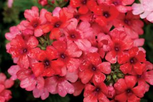 Verbena 'Estrella Lobsterfest' (Westhoff Flowers)