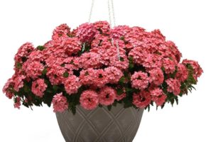 Verbena 'Lascar Salmon' (Selecta One)