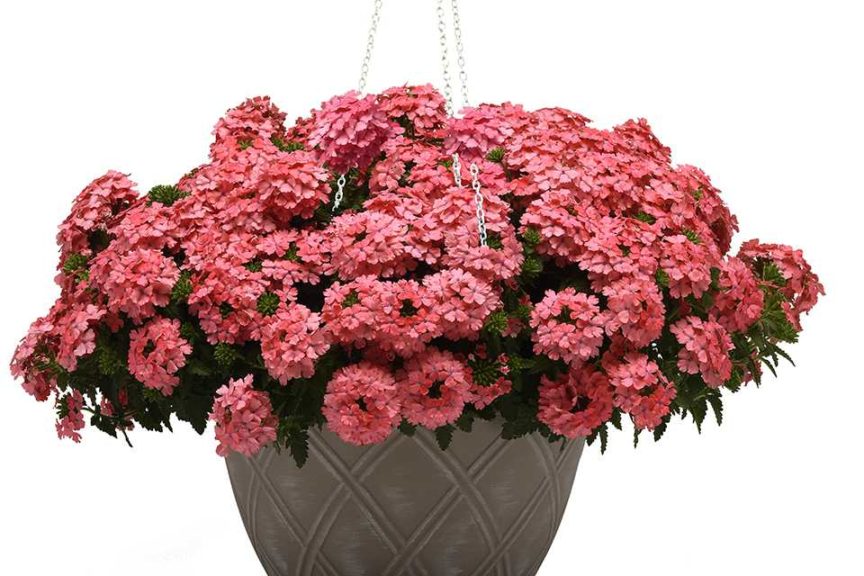 Verbena 'Lascar Salmon' (Selecta One)