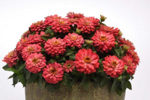Zinnia 'Double Sahara Salmon' (PanAmerican Seed)
